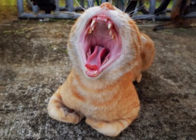 Gatto-ICMI